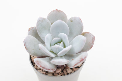 Echeveria Laui