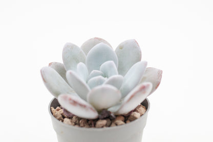 Echeveria Laui