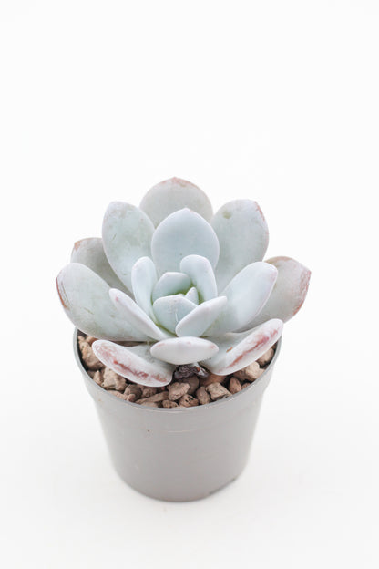 Echeveria Laui