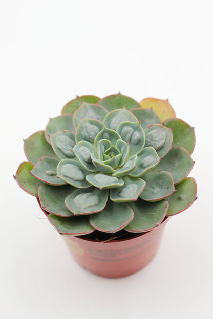 Echeveria Raindrops