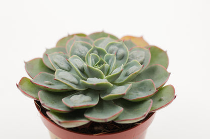 Echeveria Raindrops