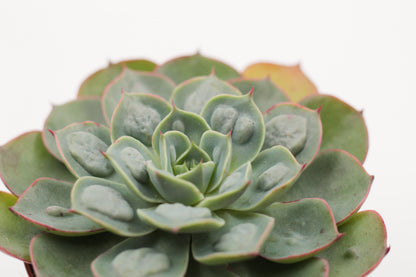 Echeveria Raindrops