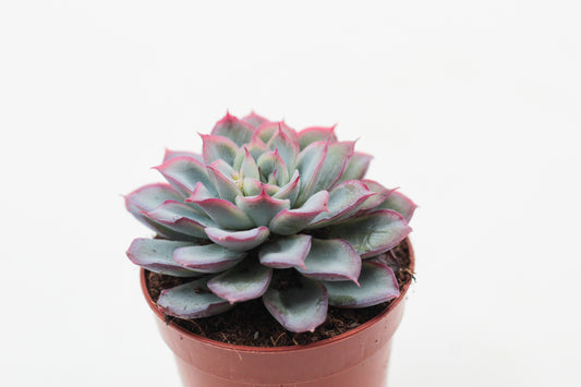 Echeveria Suprising Bonbon