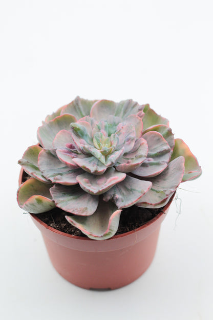 Echeveria Beyonce Rainbow