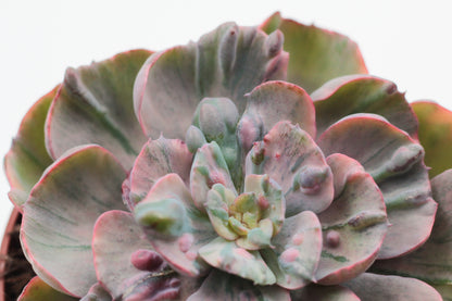 Echeveria Beyonce Rainbow