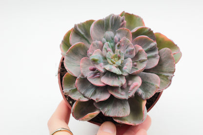 Echeveria Beyonce Rainbow