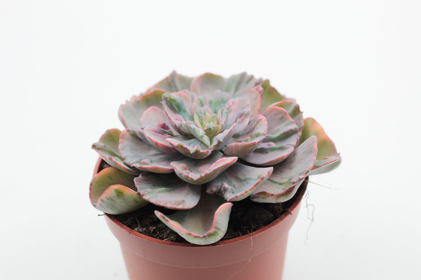 Echeveria Beyonce Rainbow