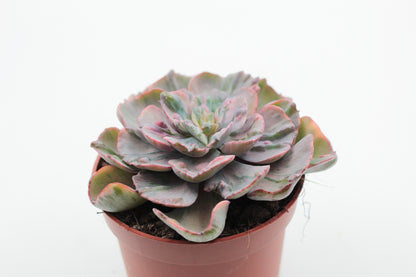 Echeveria Beyonce Rainbow