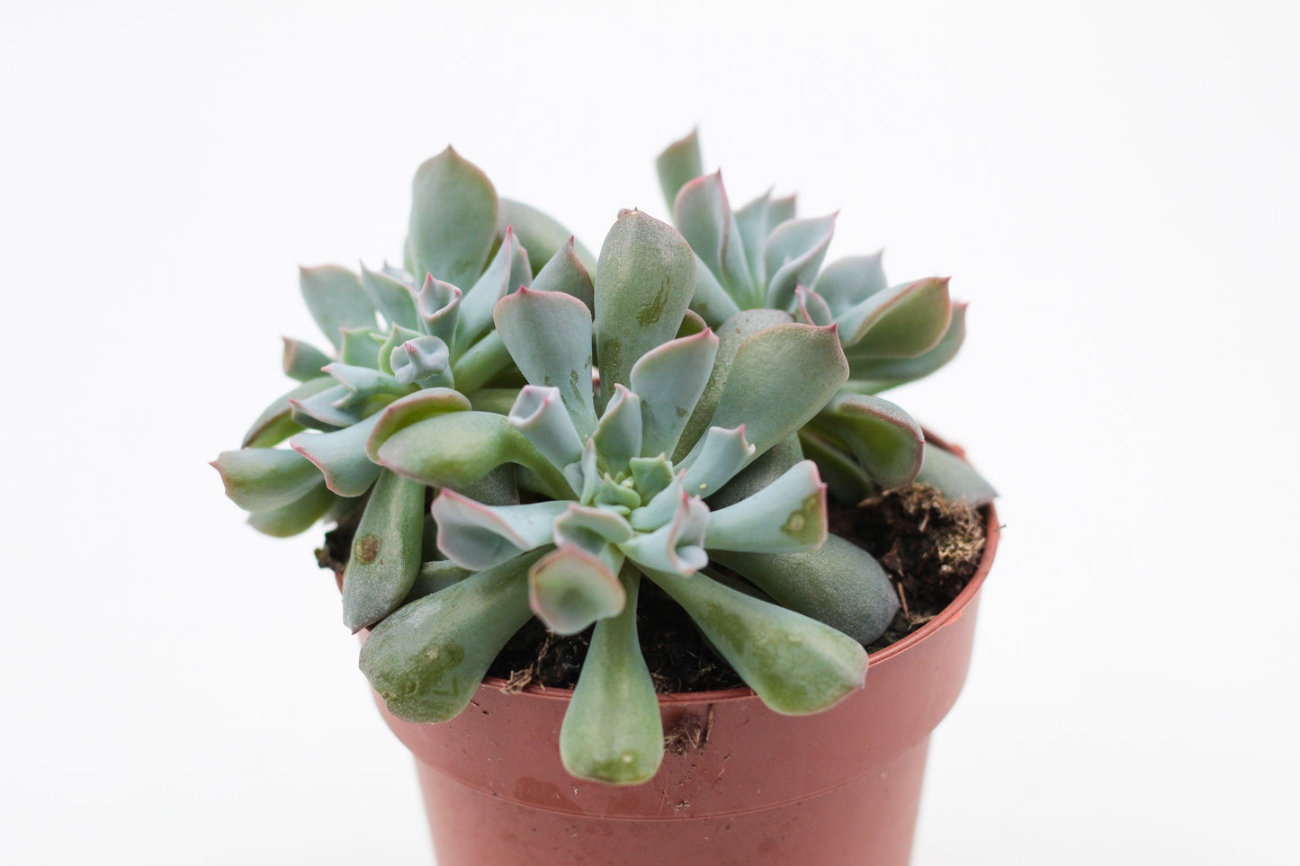 Echeveria Trumpet Pinky