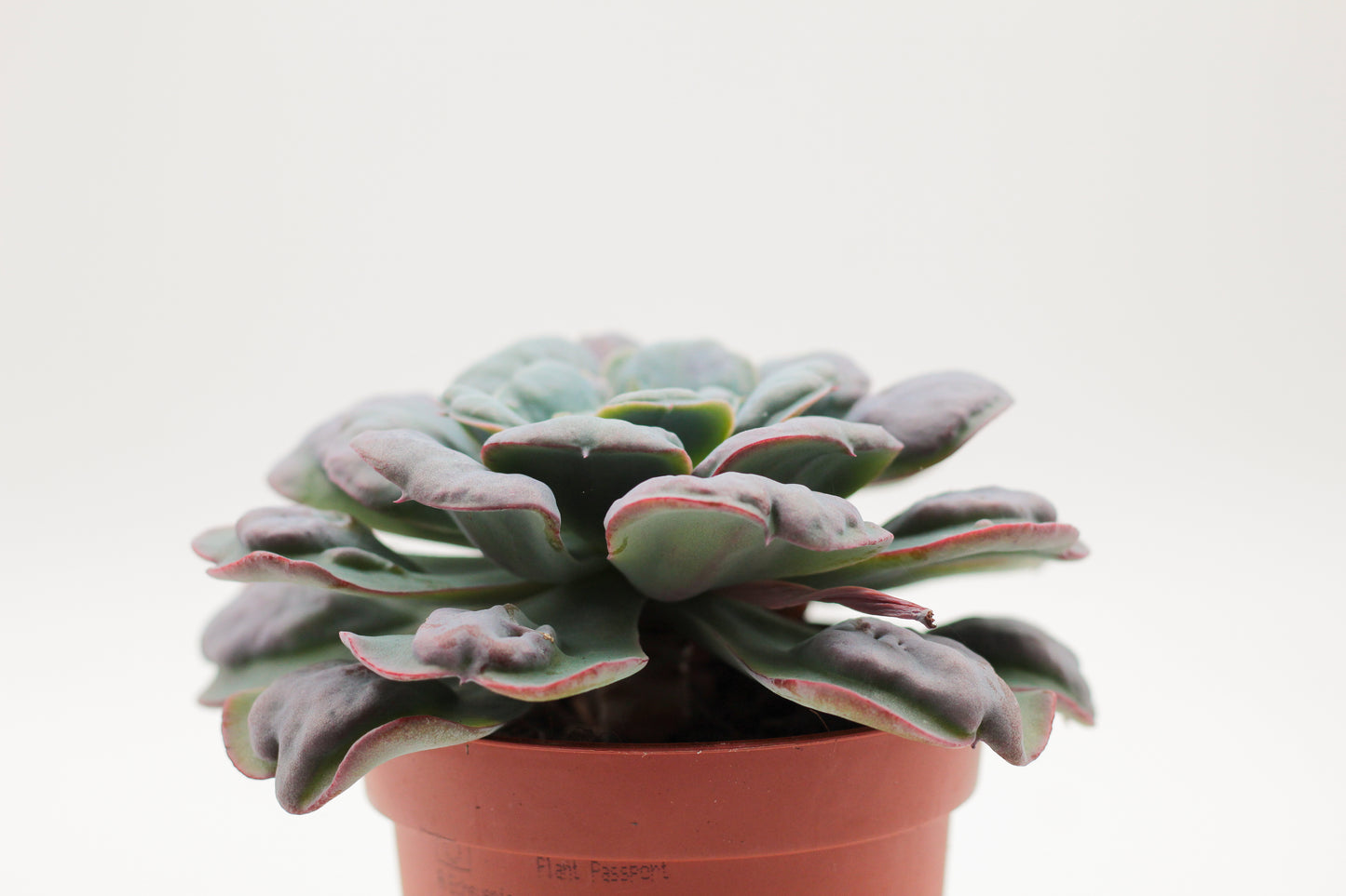 Echeveria heart delight