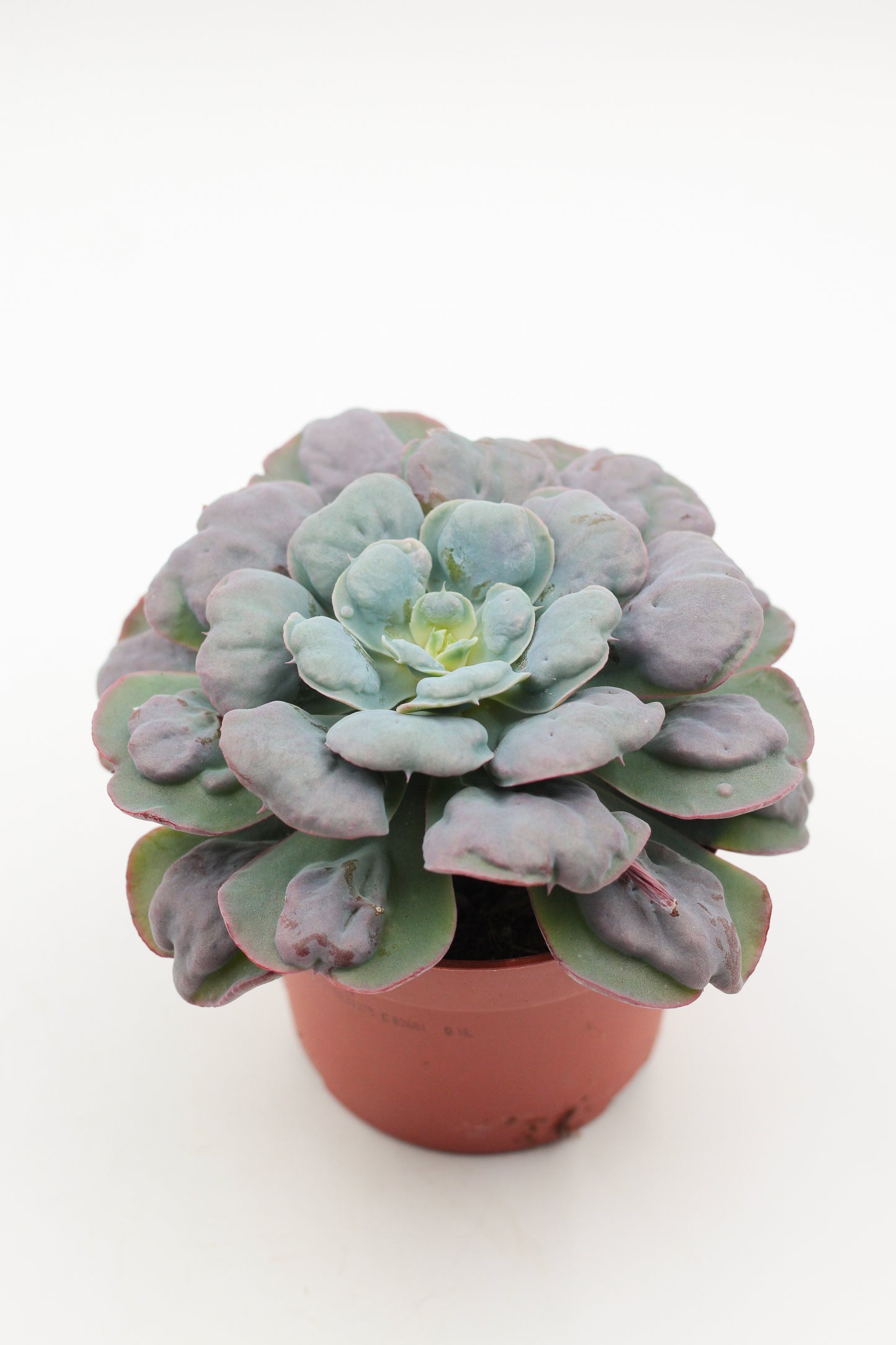 Echeveria heart delight