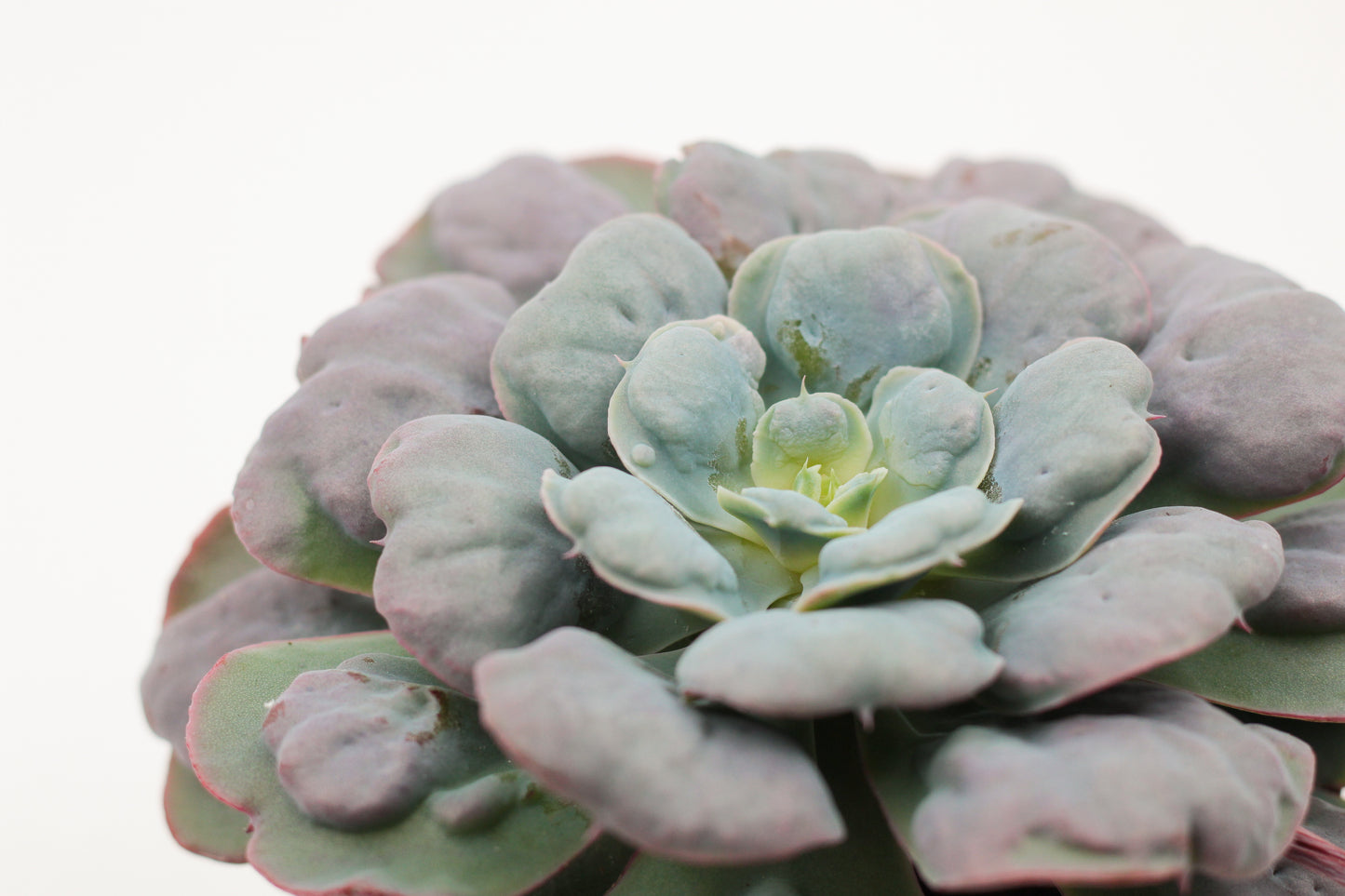 Echeveria heart delight