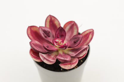 Echeveria nodulosa 'Maruba Benitsukasa'