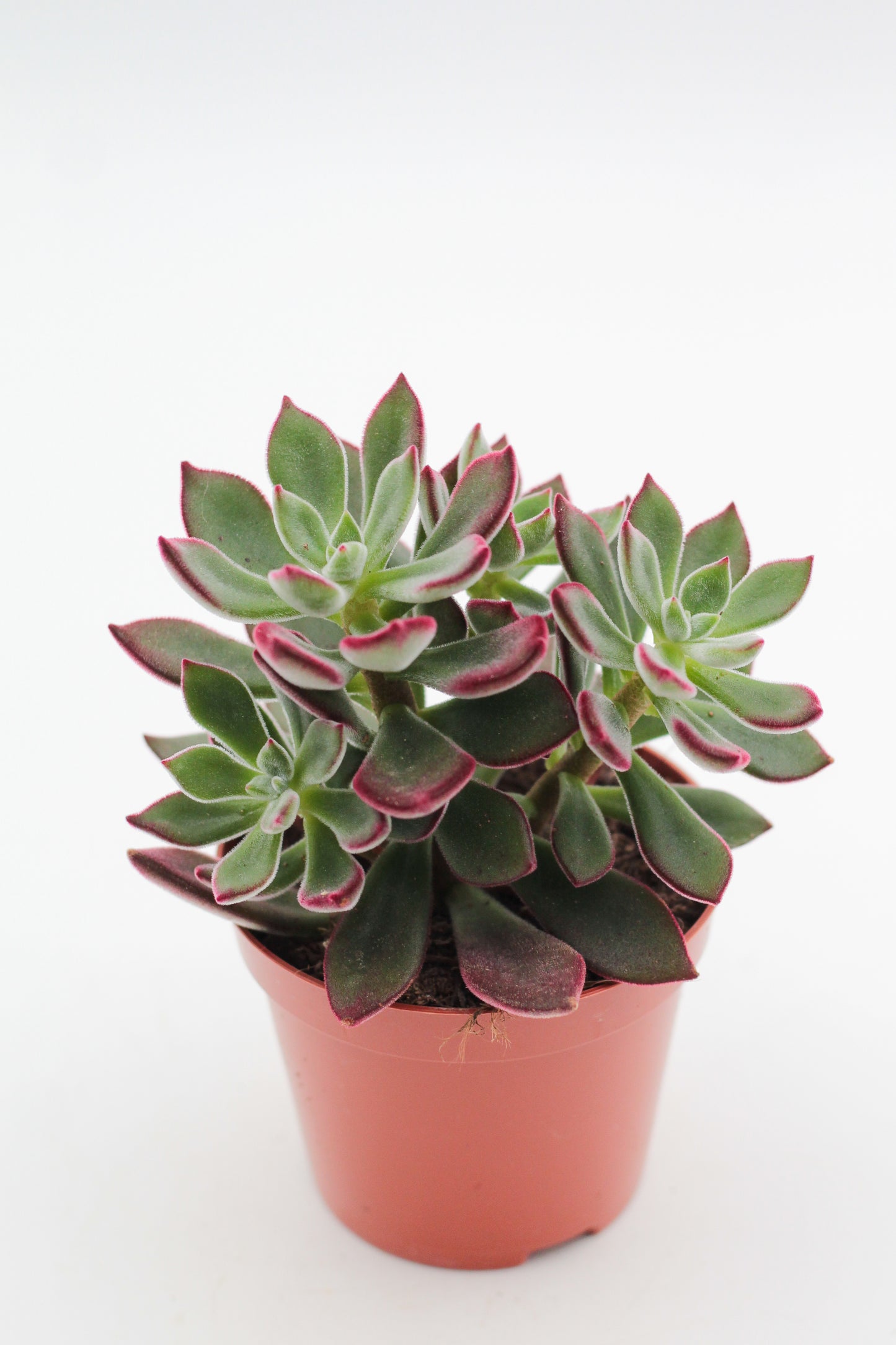 Echeveria pulvinata Ruby