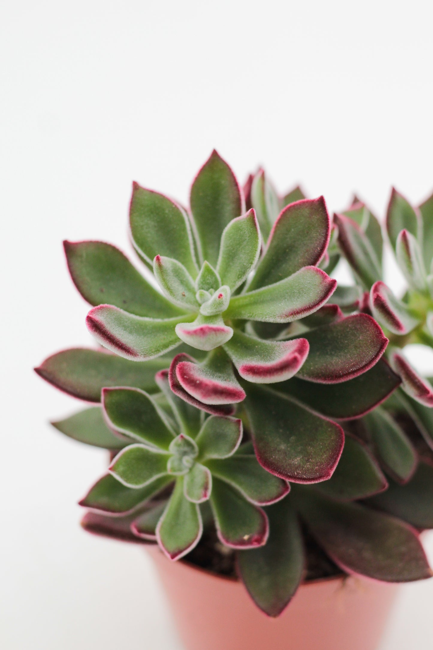 Echeveria pulvinata Ruby