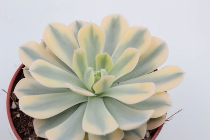 Echeveria runyonii variegata