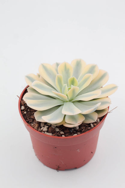 Echeveria runyonii variegata