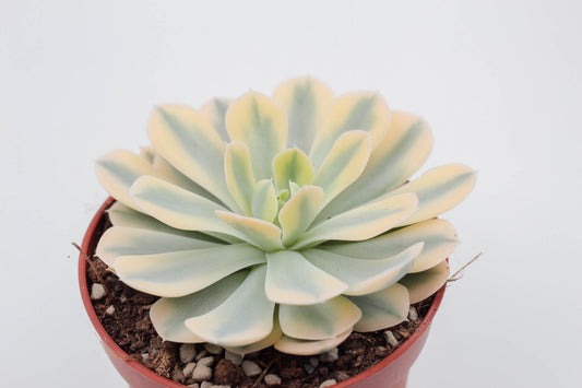 Echeveria runyonii variegata