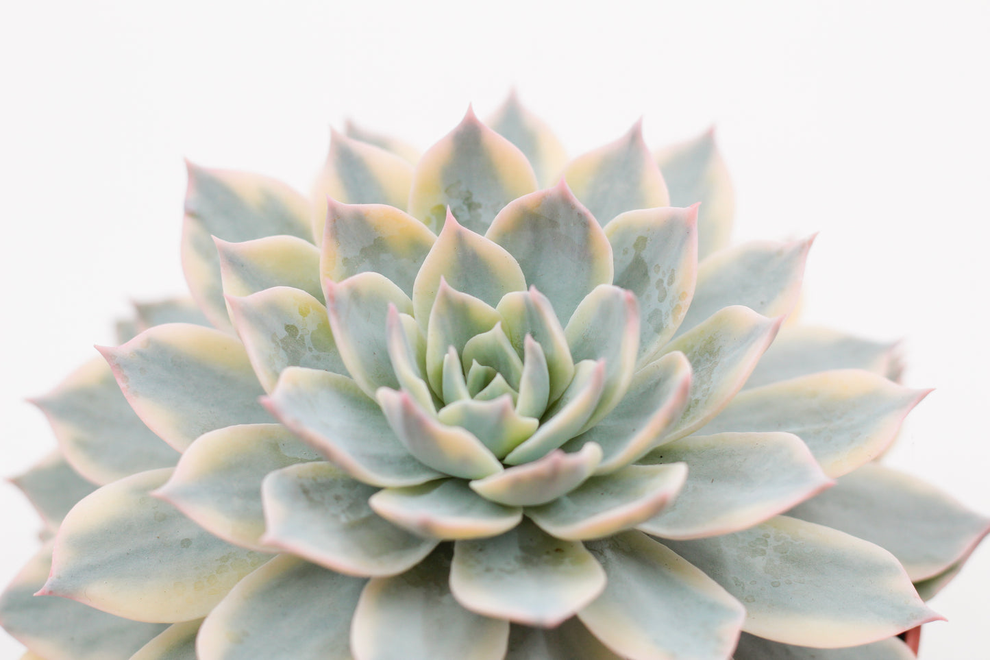 Echeveria subsessilis Variegata