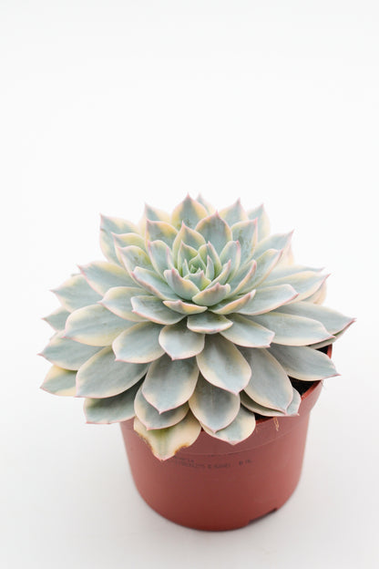 Echeveria subsessilis Variegata