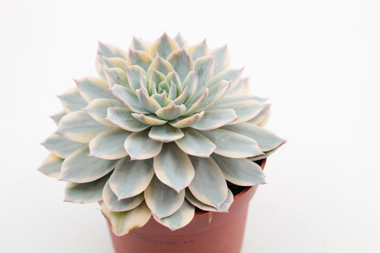 Echeveria subsessilis Variegata