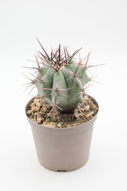 Echinocactus platyacanthus