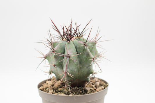 Echinocactus platyacanthus