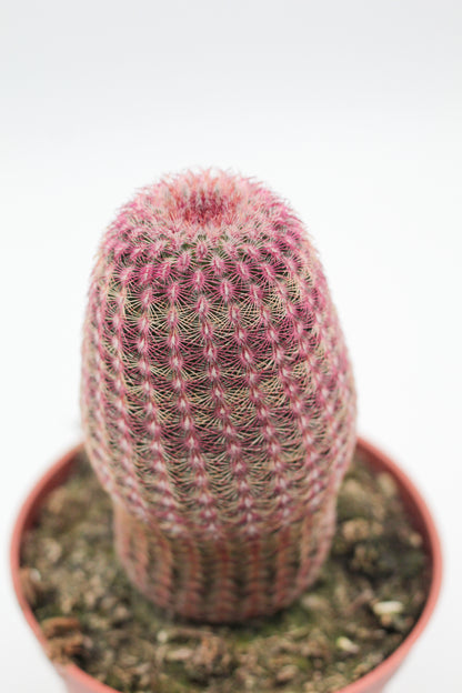 Echinocereus Pectinatus Rubispinus groot