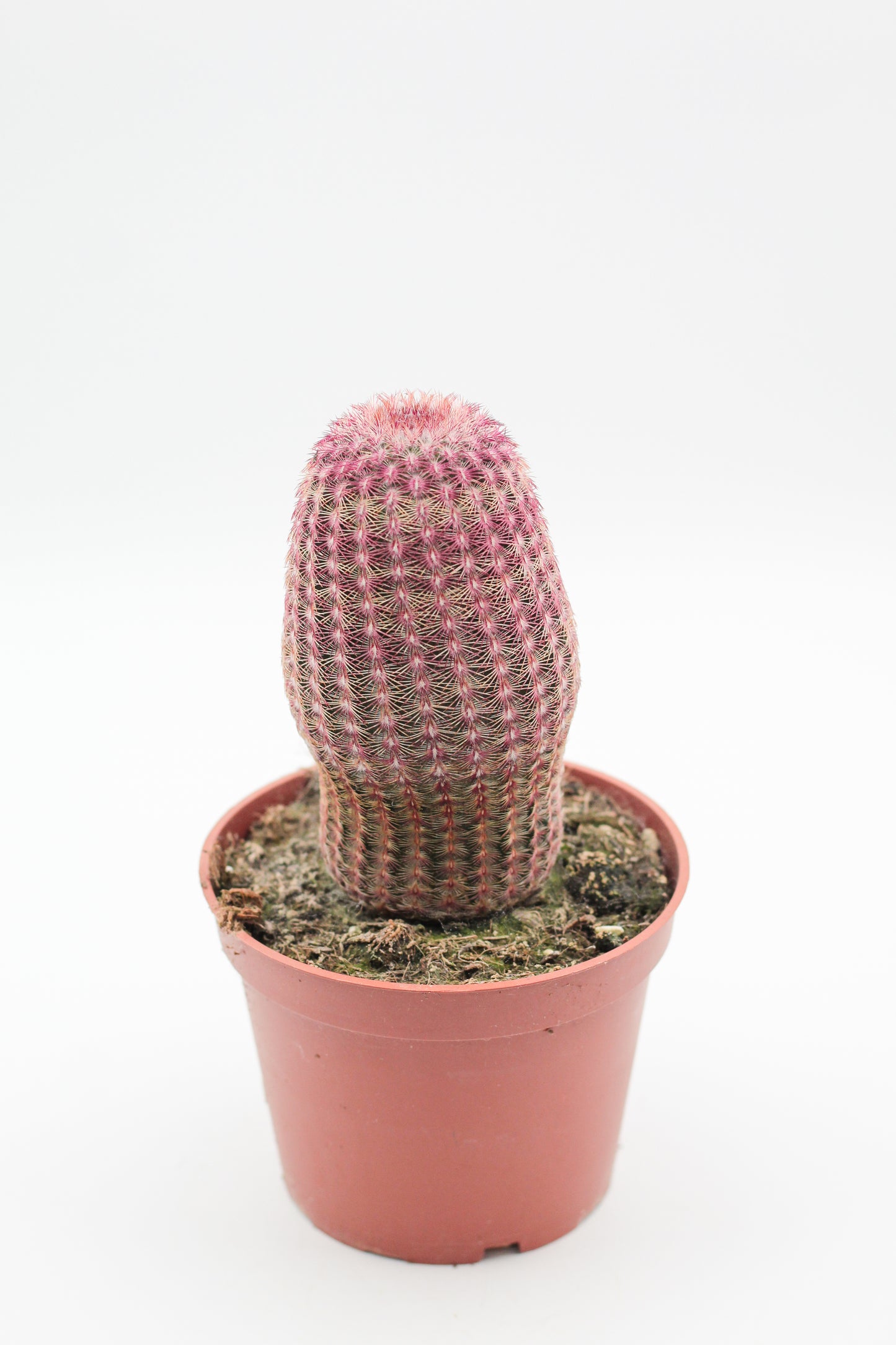 Echinocereus Pectinatus Rubispinus groot