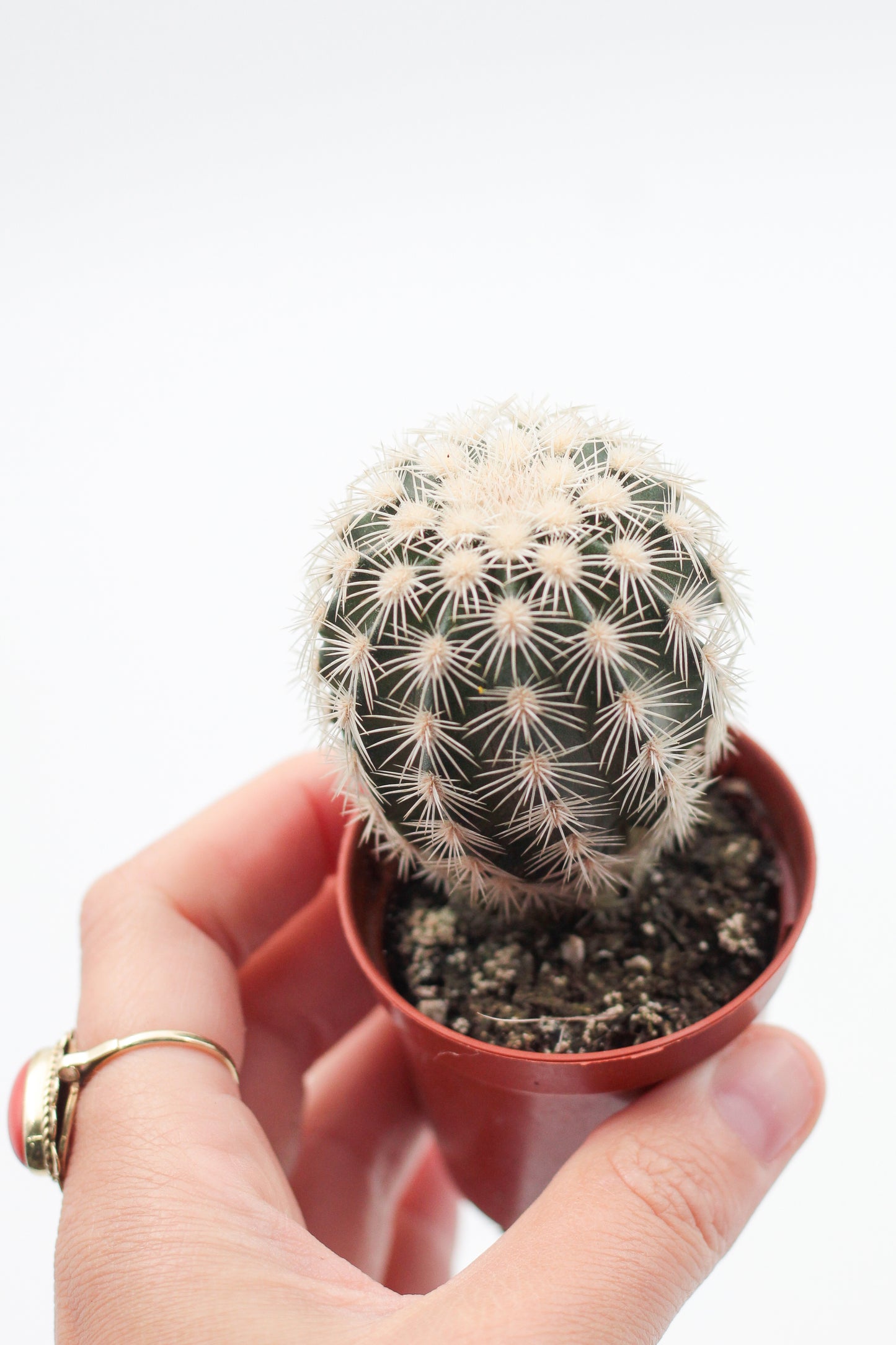 Echinocereus dasyacanthus var. ctenoides