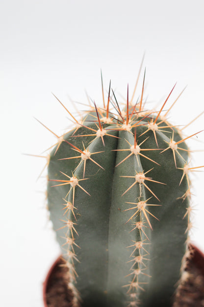 Echinocereus subinermis subs. ochoterenae