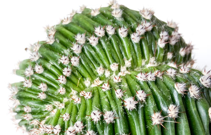 Echinopsis Eyriesii Cristaat