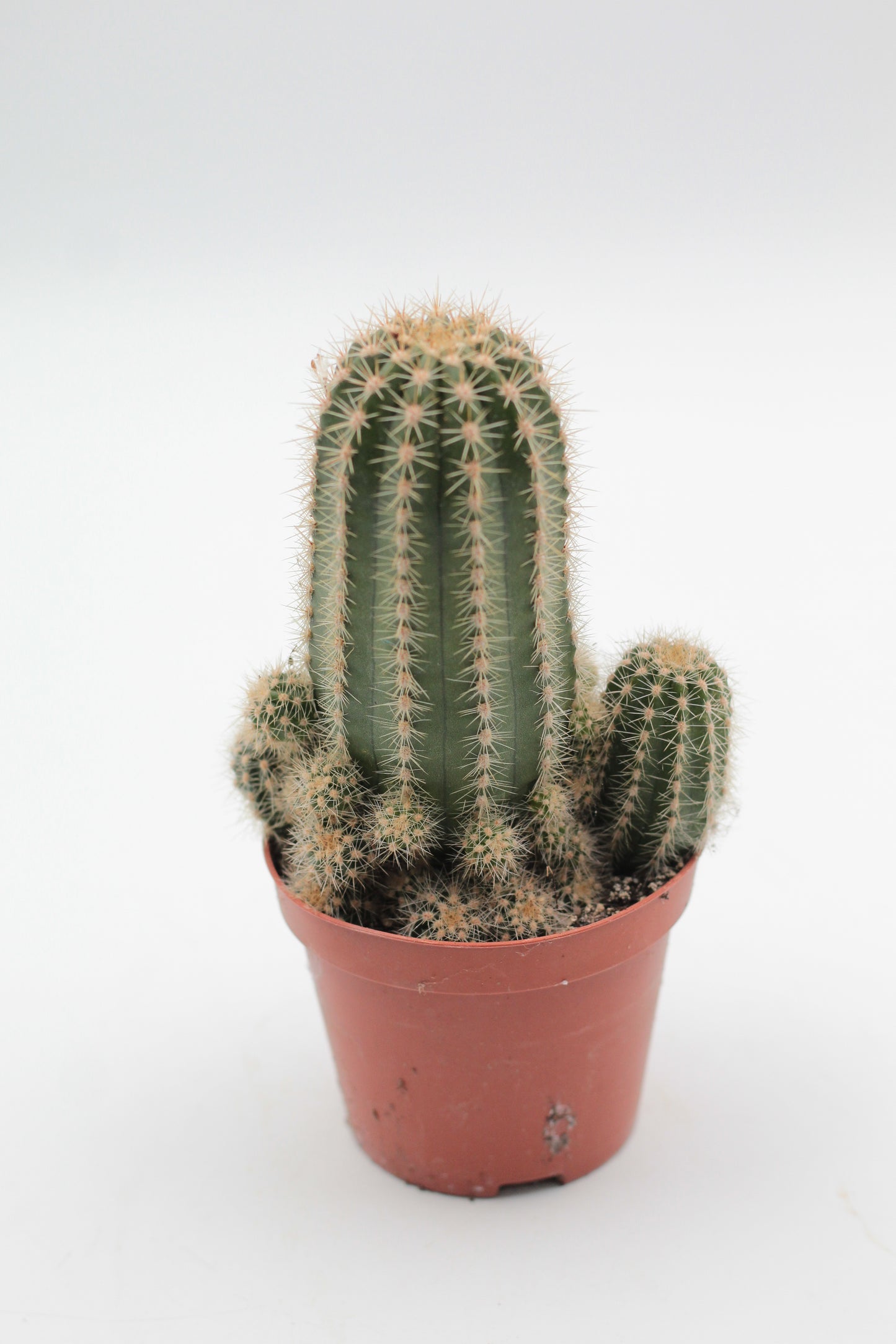 Echinopsis cv. Multiproliferum