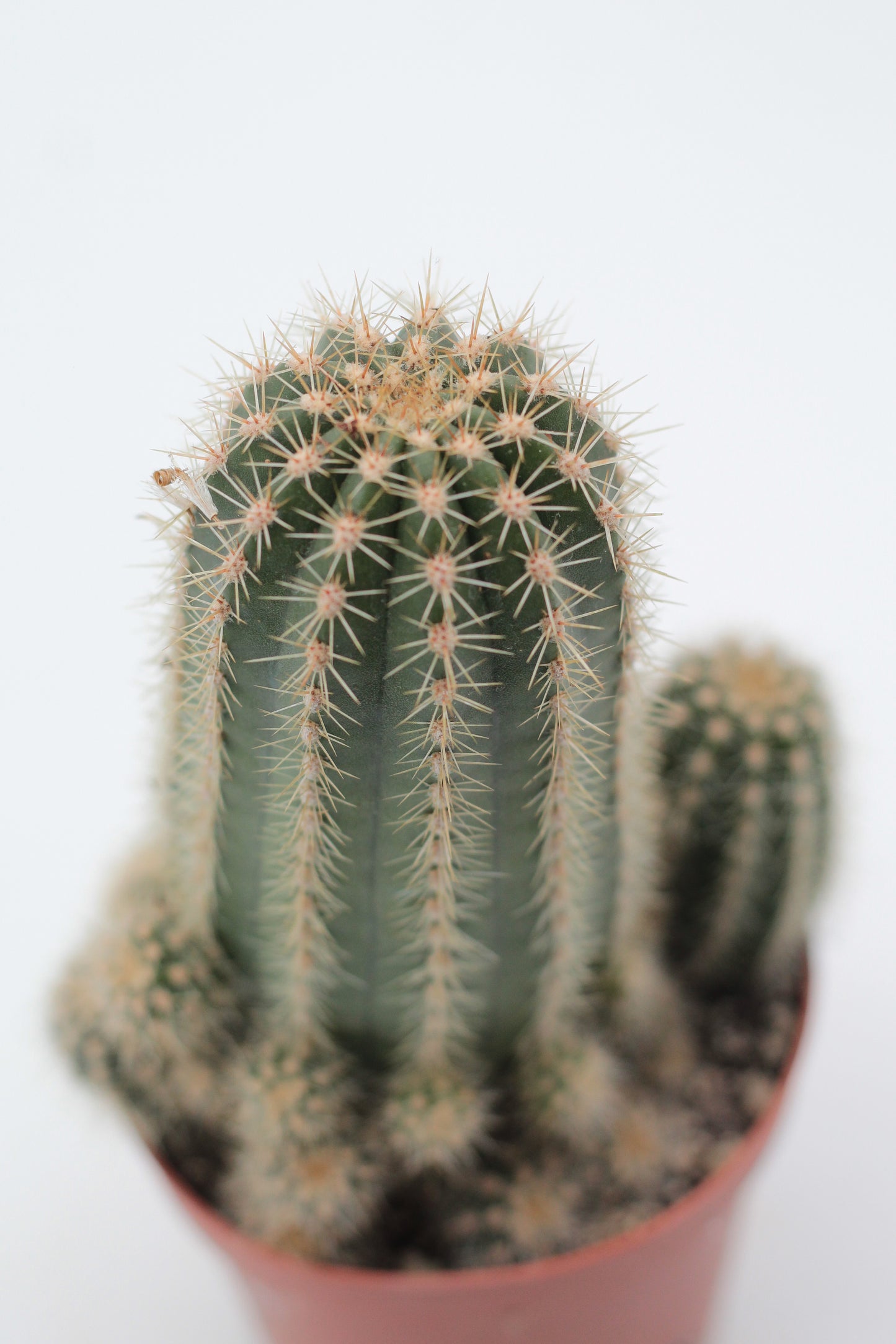 Echinopsis cv. Multiproliferum