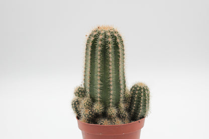 Echinopsis cv. Multiproliferum