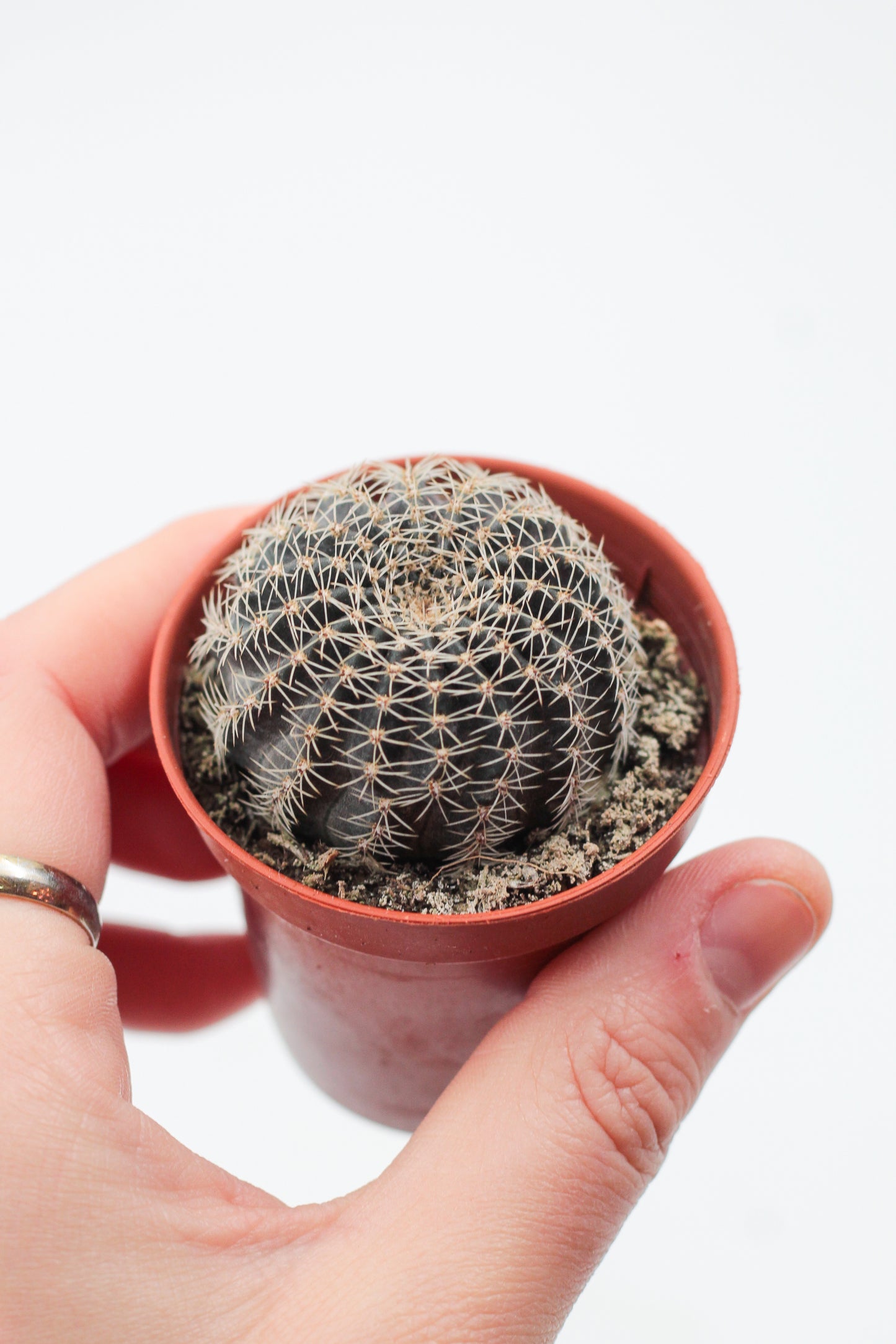 Echinopsis densispina