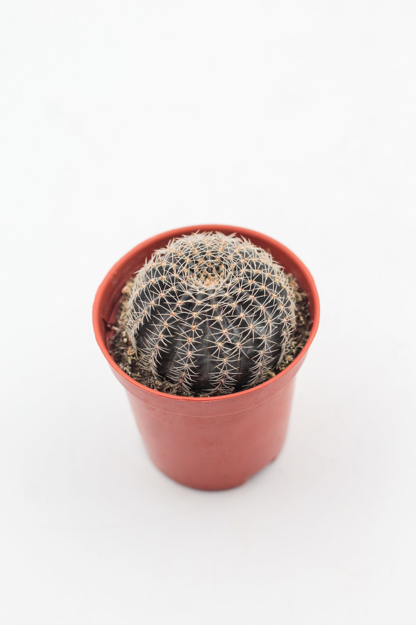 Echinopsis densispina