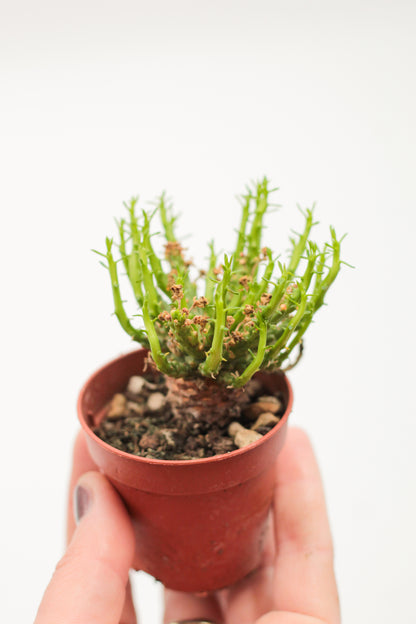 Euphorbia caput-medusa