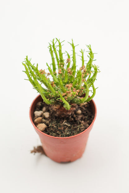 Euphorbia caput-medusa