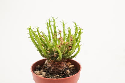 Euphorbia caput-medusa