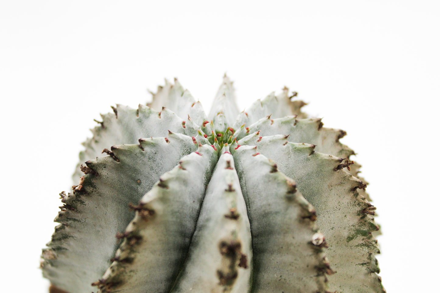 Euphorbia Horrida grey form