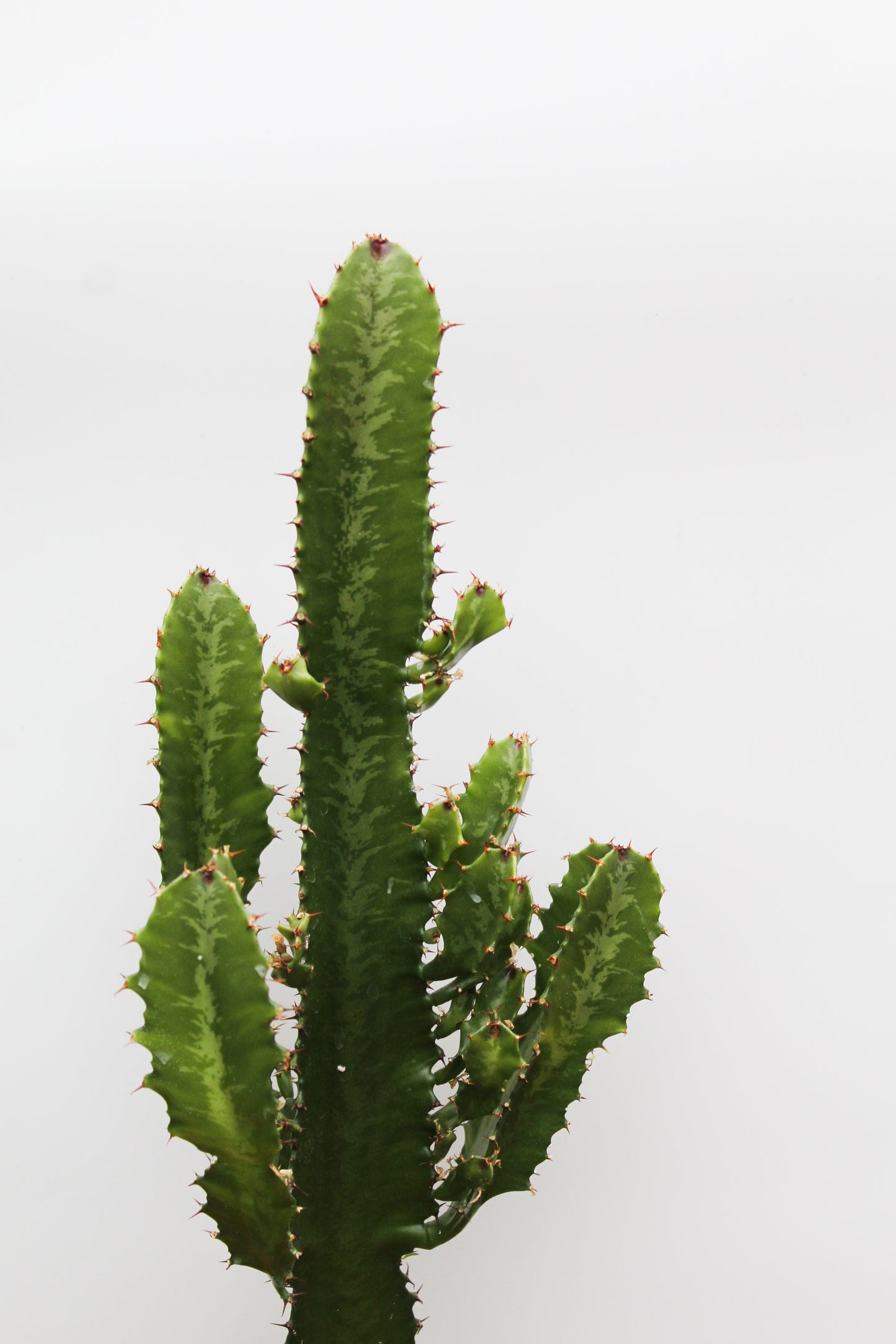 Euphorbia Ingens "Cowboy cactus"