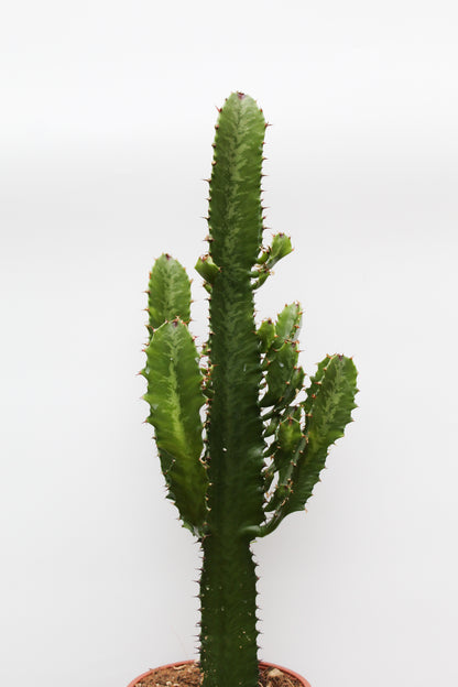 Euphorbia Ingens "Cowboy cactus"