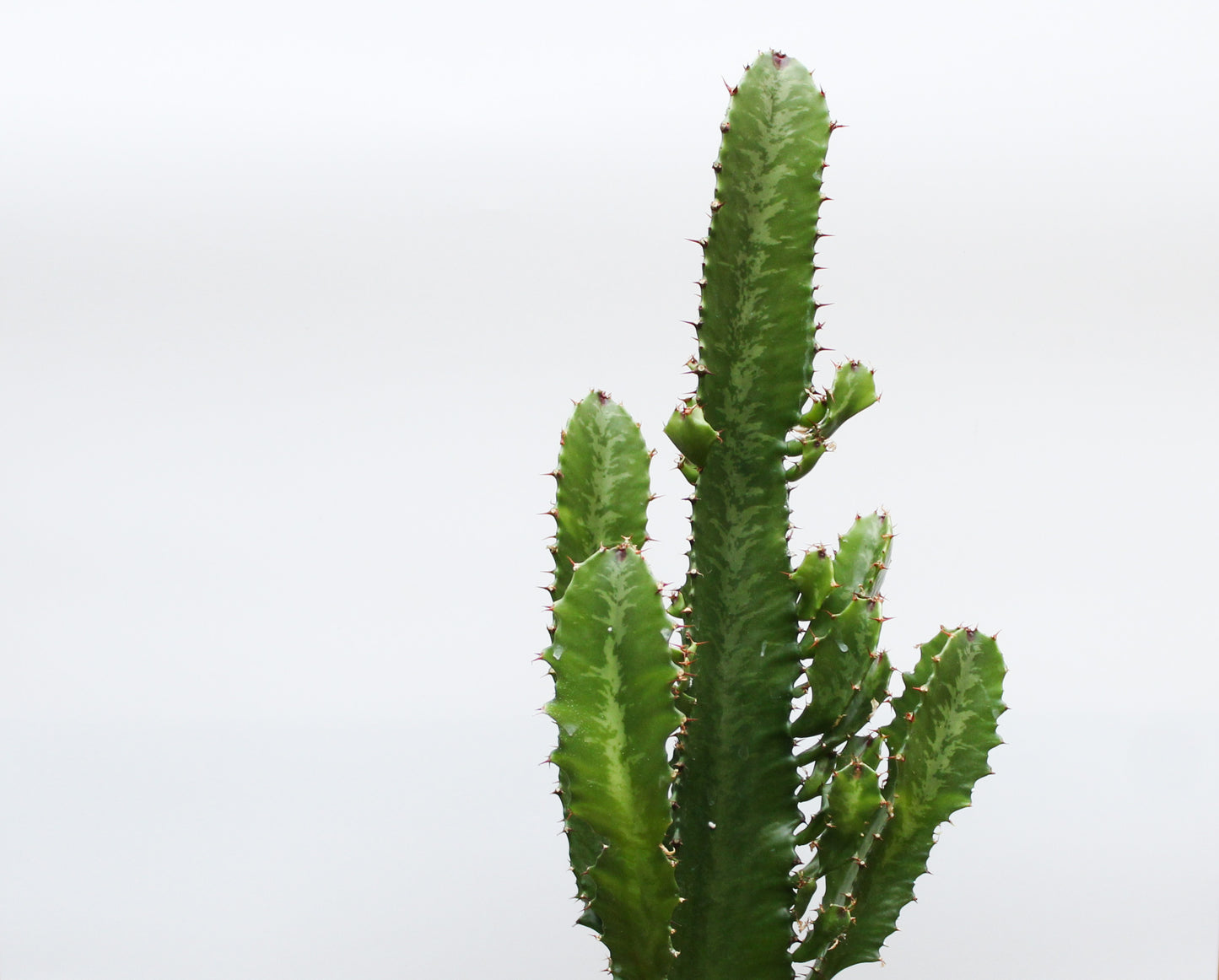 Euphorbia Ingens "Cowboy cactus"