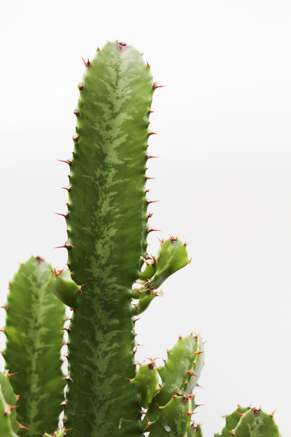 Euphorbia Ingens "Cowboy cactus"