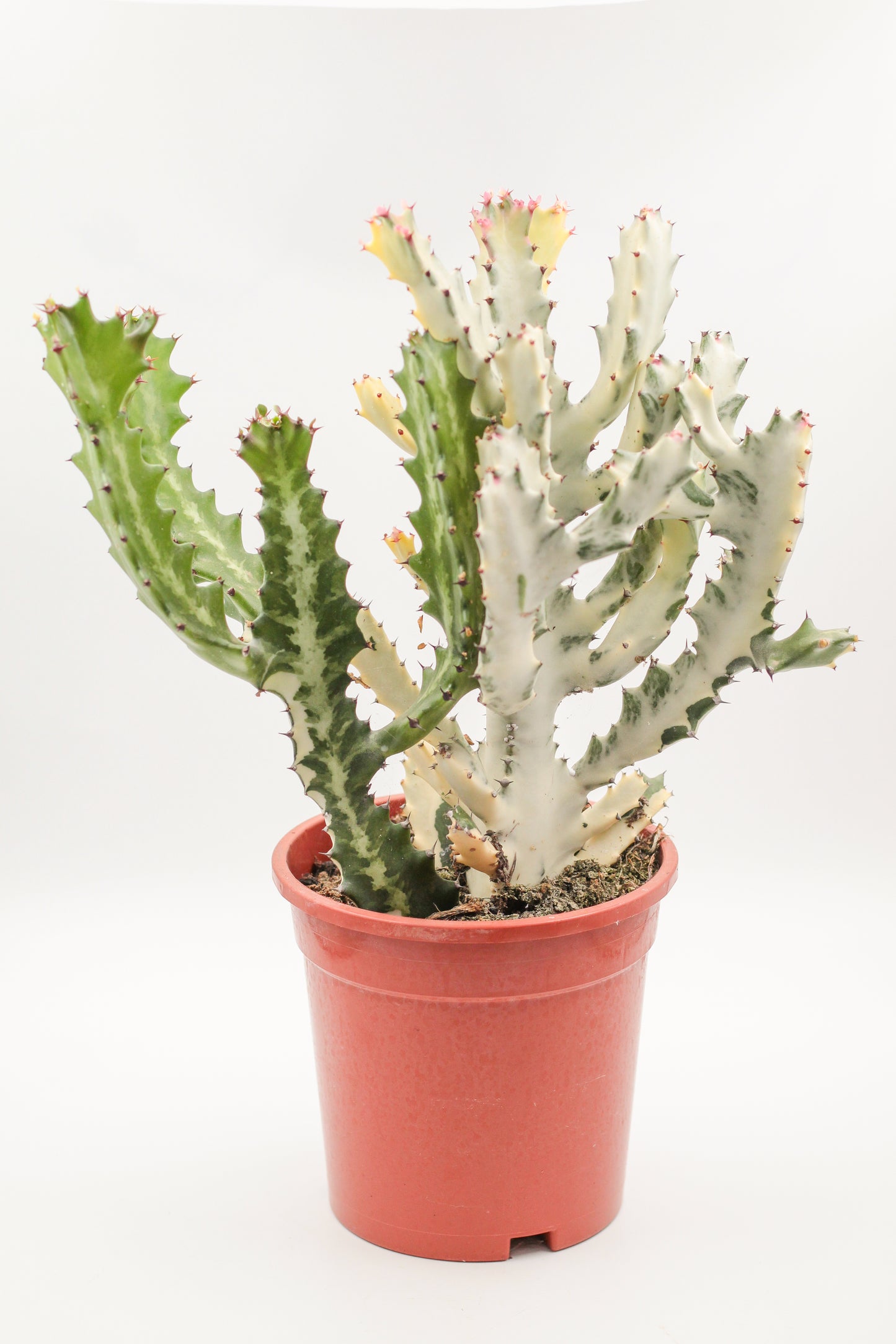 Euphorbia Lactea white Ghost