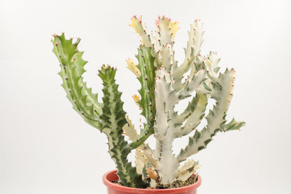 Euphorbia Lactea white Ghost