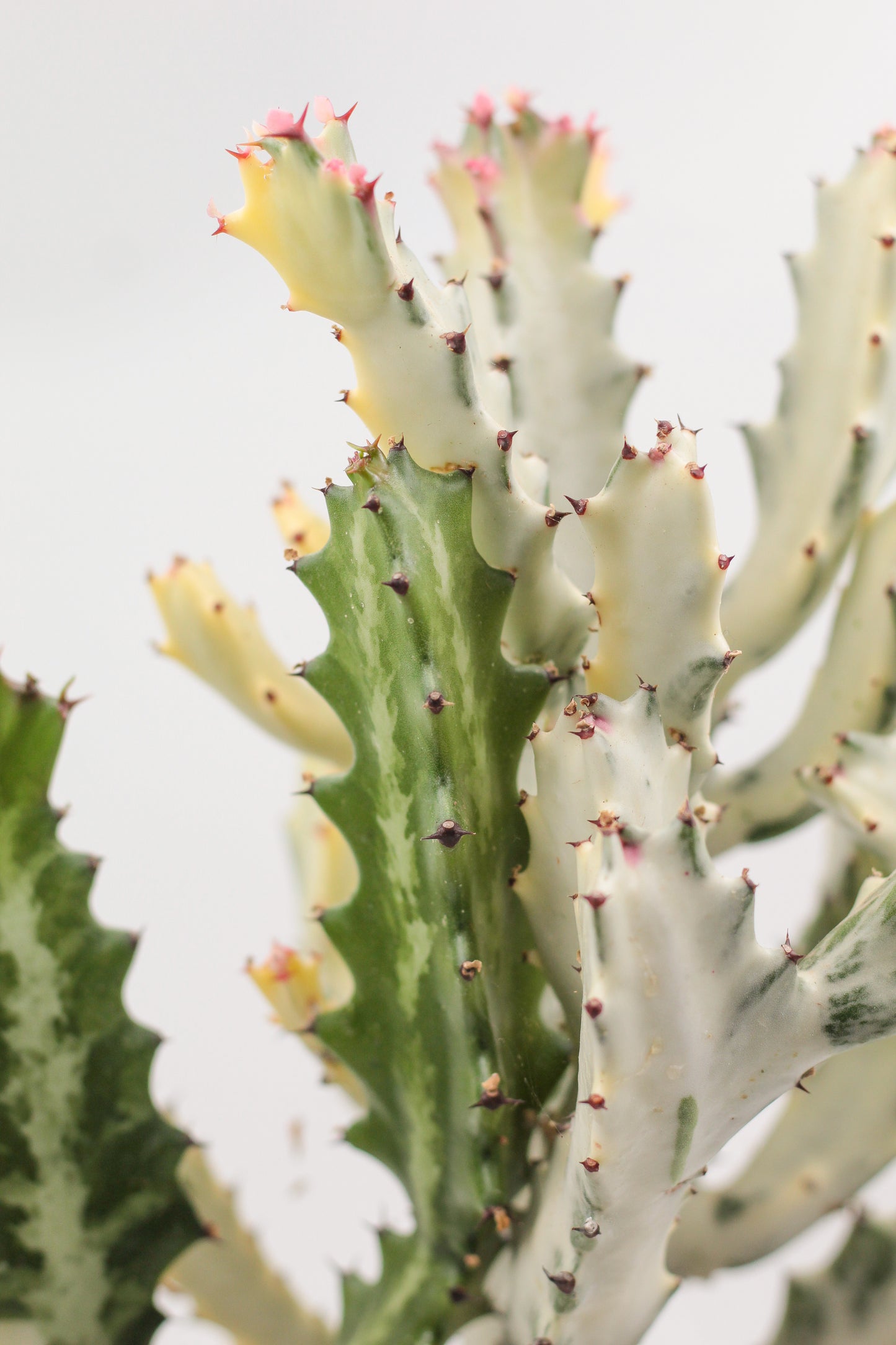 Euphorbia Lactea white Ghost