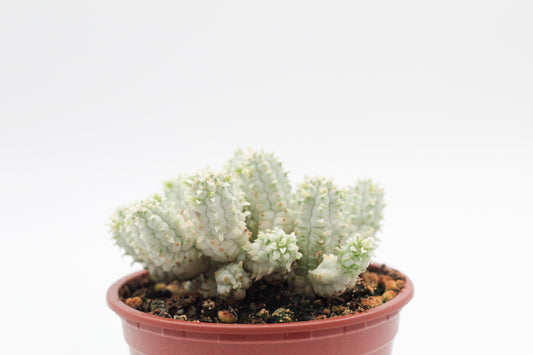 Euphorbia Mammillaris variegata