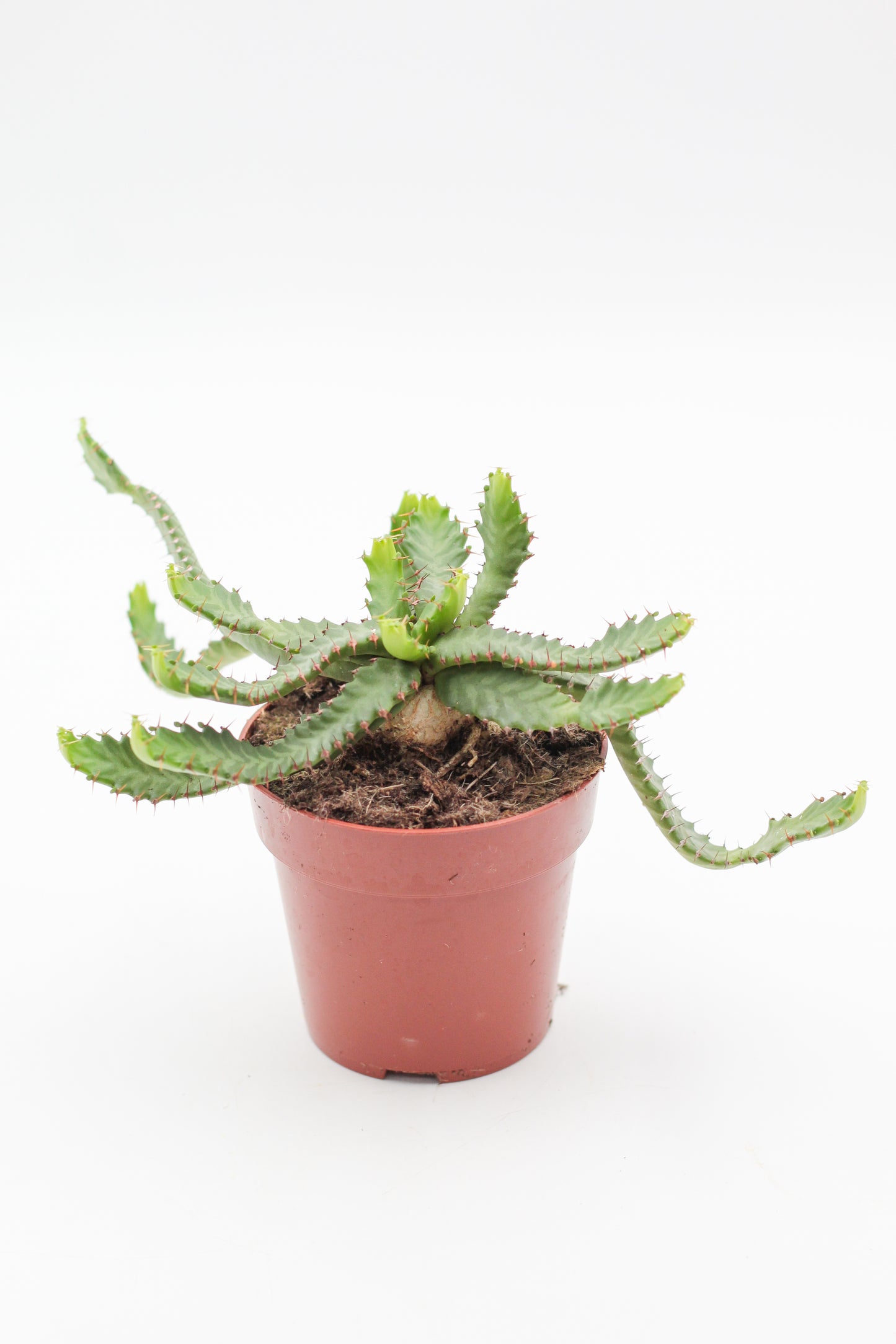 Euphorbia Stellata caudex